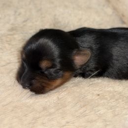 Girl2 - Black and tan female Yorkshire Terrier puppy in Mesquite, Texas from Small Pawz Yorkies