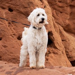 Cali - Goldendoodle
