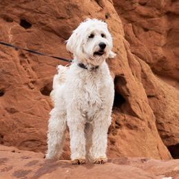 Cali - Goldendoodle