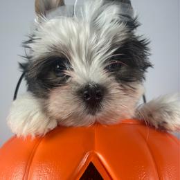 Ready to go Parti Boy - Parti male Yorkshire Terrier puppy in Dahalonega, Georgia from C. D. K