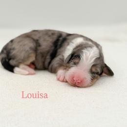 Louisa (girl) - Blue merle female Bernedoodle puppy in Bellville, Ohio from Bernedoodle Buddies