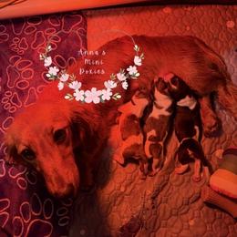 Dachshund puppies from Anna’s Mini Doxies