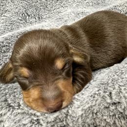 Chocolate explosion - Chocolate and tan male Dachshund puppy in Karnes County, Texas from Lazzy Z Dachshunds