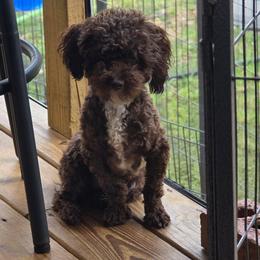 Caleb - Poodle
