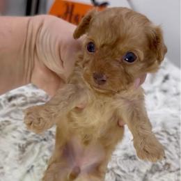 Nutmeg Latte - Red female Cavapoo puppy in Van Alstyne, Texas from Home Grown Puppies