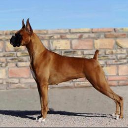 Boxers from Sarah Neely