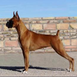 Boxers from Sarah Neely