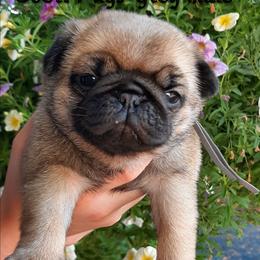 Macintosh - grey colar - Fawn male Pug puppy in Saint Helens, Oregon from Ebert Golden Retrievers & Pugs