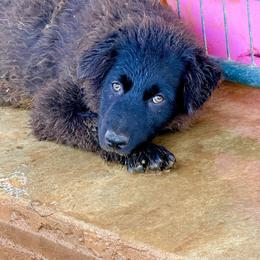 Ledger - Black & white male Australian Shepherd puppy in Mineral Wells, Texas from A6 Australian Shepards