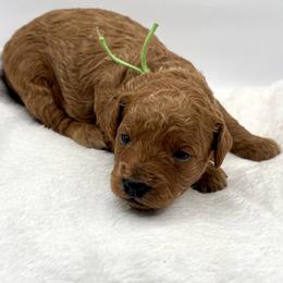 Snow (M) - Red  male Goldendoodle puppy in Lewisville, Texas from Zink Doodles