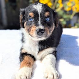 Oakley (Orange collar) - Black tri-color male Australian Shepherd puppy in Coulee City, Washington from Mr and Mrs Doodle Farm