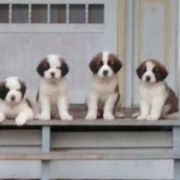 Saint Bernards from Stewart Saint