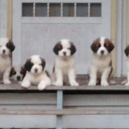Saint Bernards from Stewart Saint