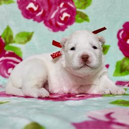 Lucy - White female Siberian Husky puppy in Lunenburg, Vermont from SNOW WOOLY HUSKY