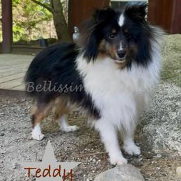 Tiny Teddy - Black white and tan male Shetland Sheepdog puppy in Idaho from Bellissimo Shelties