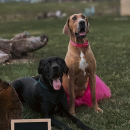 Daphne - Great Dane