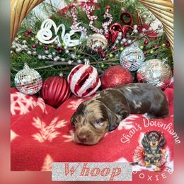Whoop - Dapple male Dachshund puppy in Hockley, Texas from Shans Down Home Doxies