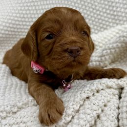Aurora - Red female Cavapoo puppy in Huntington, West Virginia from McCloud’s Poodles & Doodles