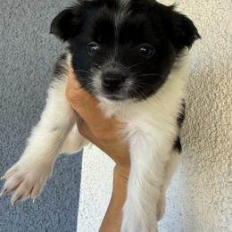Penny - Black parti female Pomeranian puppy in Costa Mesa, California from Wheresmil0