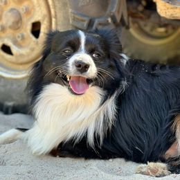 Cowboy - Toy Australian Shepherd