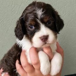 Lennon - Liver white and tan female English Springer Spaniel puppy in Fort White, Florida from Thunderbird Springers