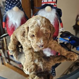 Soldier - Red male Cockapoo puppy in Holden, Missouri from Rouffman Doodles