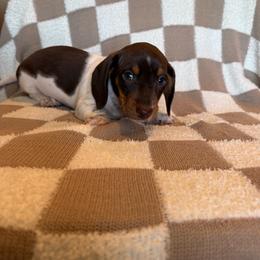 Ollie - Piebald male Dachshund puppy in Aurora, Missouri from Baker Farms