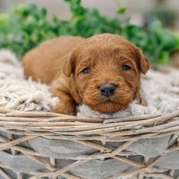 Elton - Red  male Goldendoodle puppy in Iola, Texas from Supreme Doodles of Texas