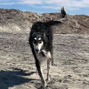 Flare - Borzoi