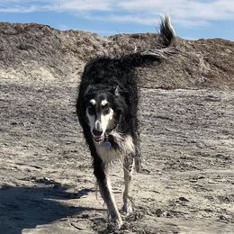 Flare - Borzoi