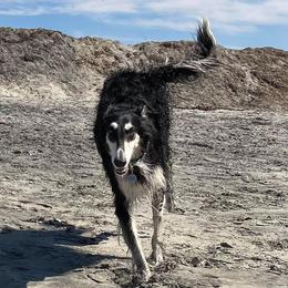 Flare - Borzoi