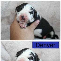 Denver - Harlequin male Great Dane puppy in Spokane, Washington from Phoenix Family Danes