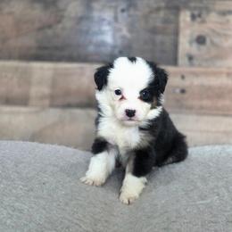 G - Black tri female Miniature Australian Shepherd puppy in Killen, Alabama from Wilkers Wholehearted Mini Aussies