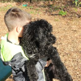 Poodle Puppies from Simply Standard Poodles