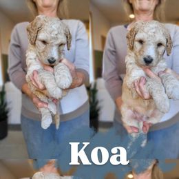 Koa - Brown and white male Bernedoodle puppy in Wagener, South Carolina from Noble Friend Breeders LLC