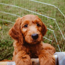 Goldendoodle Puppies from Bows & Ties Doodles