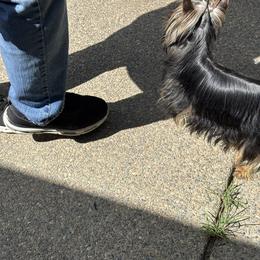 Yorkshire Terrier Puppies from PasTyme Yorkshire Terriers