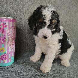 Ghost - Parti male Poodle puppy in Stilwell, Oklahoma from LR&R Dog Co.