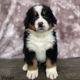 Vivian - Black rust and white Bernese Mountain Dog puppy in New Haven, Indiana from Milan Berners