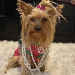 Kardi B - Yorkshire Terrier
