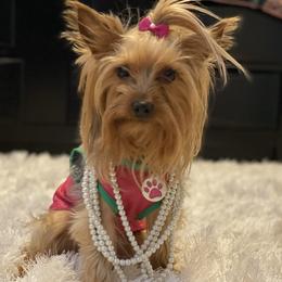 Kardi B - Yorkshire Terrier