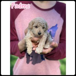 Poodle Puppies from Baird Poodles