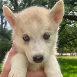 Waffles - Sable and white female Siberian Husky puppy in College Station, Texas from Texas Siberian Husky Kennels (TSHK)