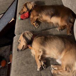 Dachshund puppies from Scarletson Dachshunds