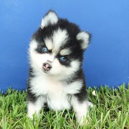 Avalanche - Black and white male Pomsky puppy in Spring Hill, Florida from PDQ Pomskies