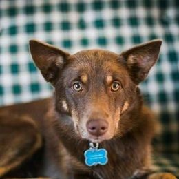 Mika - Lapponian Herder
