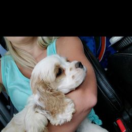 Cocker Spaniel Puppies from Gates Cocker Spaniels