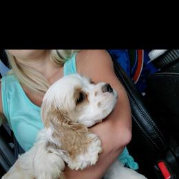 Cocker Spaniel Puppies from Gates Cocker Spaniels