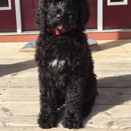 Poodle Puppies from Ocotillo Ranch Poodles and Stud Service