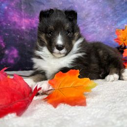 Vincent - Black white and tan male Shetland Sheepdog puppy in Elk, Washington from Asgard Shetland Sheepdogs